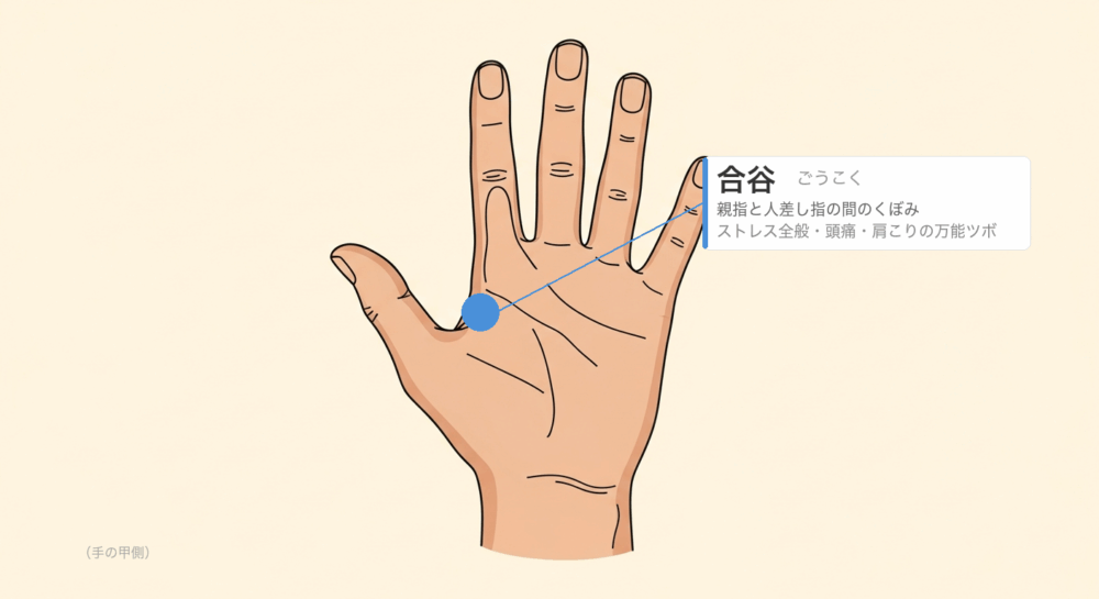 合谷のツボ位置図解 手の甲